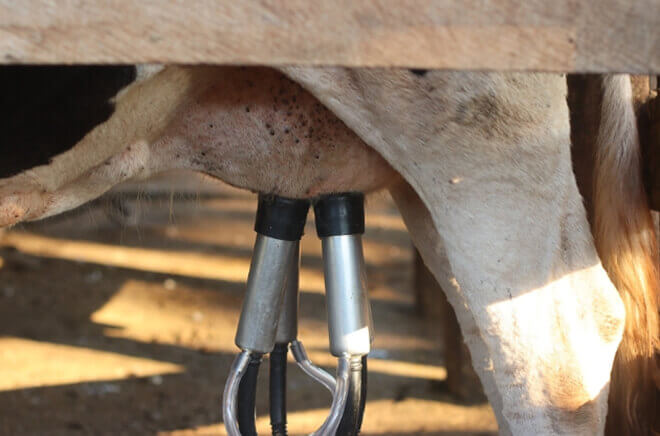 GP-Bacteriologie La bactériologie sur le lait