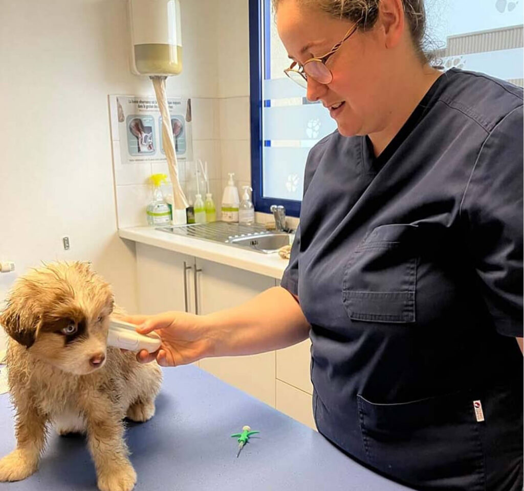 GP-Bienvenue Consultation vétérinaire chien
