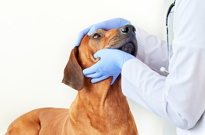 GP-Consultation Consultation vétérinaire