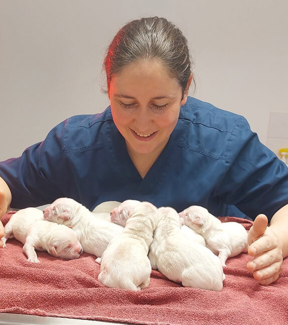 Une vétérinaire avec des chiots