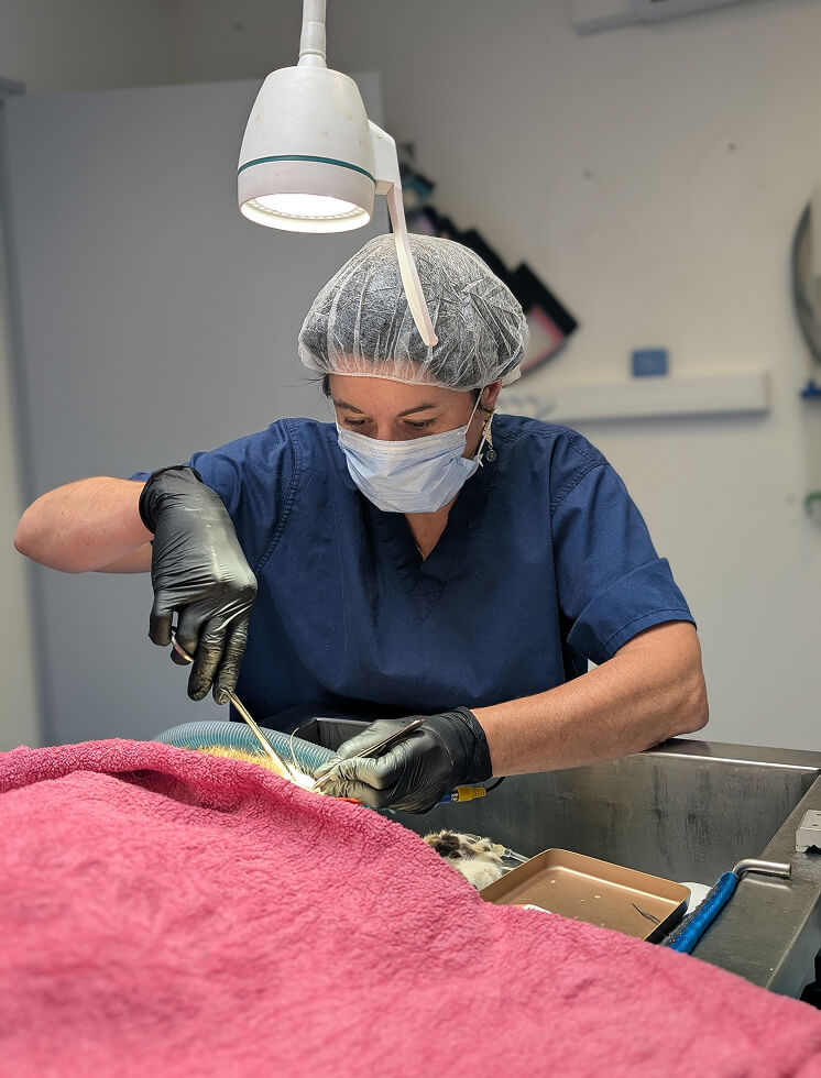 GP-Services-1 Chirurgie vétérinaire au Porhoët