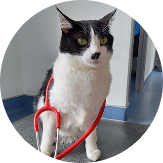 Félicie Chat mascotte de la clinique